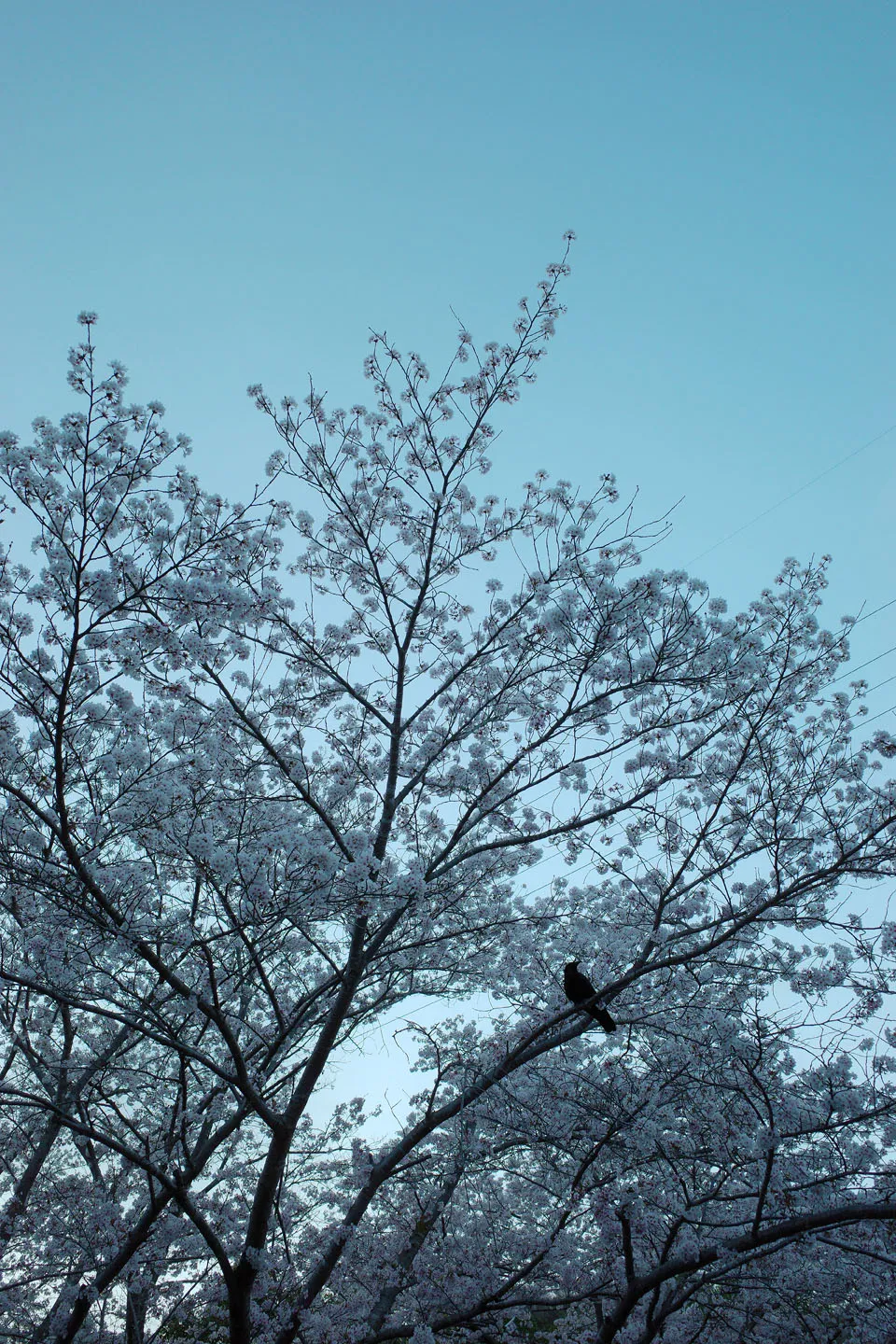 木々、空、水辺、街の遠景などを写した風景写真