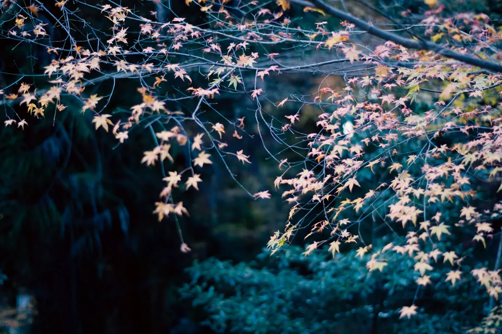 暗い緑を背景に、淡い桜の花が枝に咲いている写真