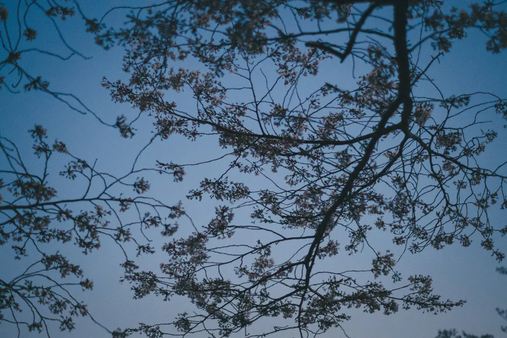 木々、空、水辺、街の遠景などを写した風景写真