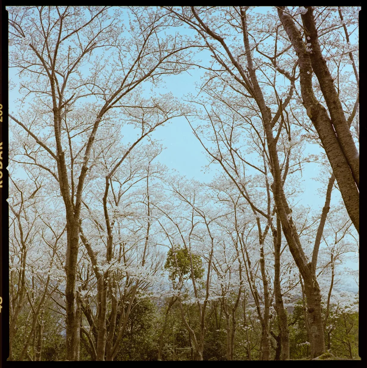 木々、空、水辺、街の遠景などを写した風景写真