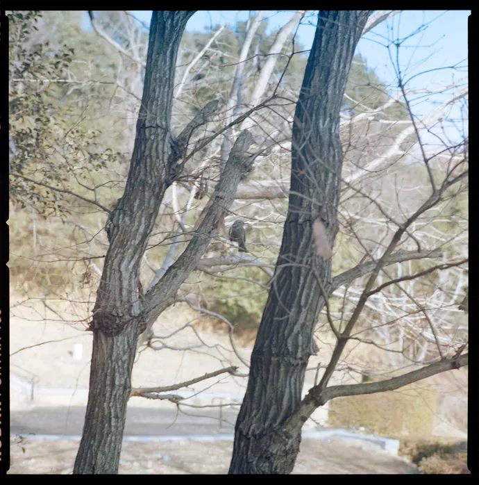 木々、空、水辺、街の遠景などを写した風景写真
