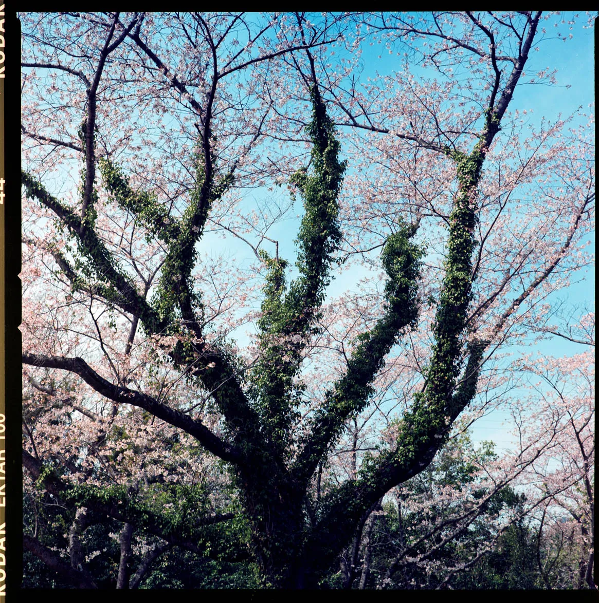 木々、空、水辺、街の遠景などを写した風景写真