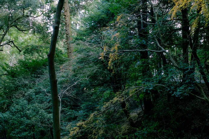 木々に囲まれた緑の谷の中を写した写真